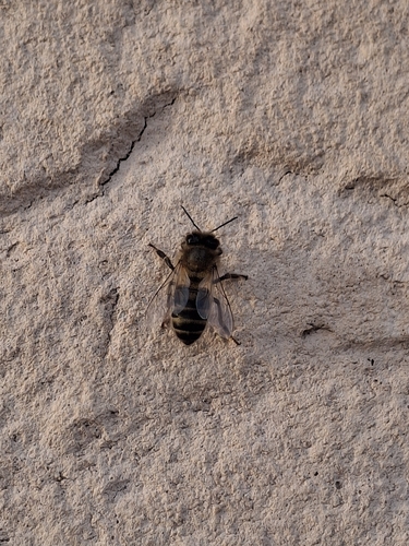 Western Honey Bee