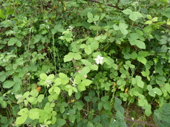 Rubus