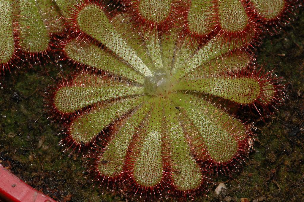 Alice Sundew (Drosera aliciae) · iNaturalist