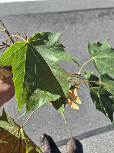 Norway maple