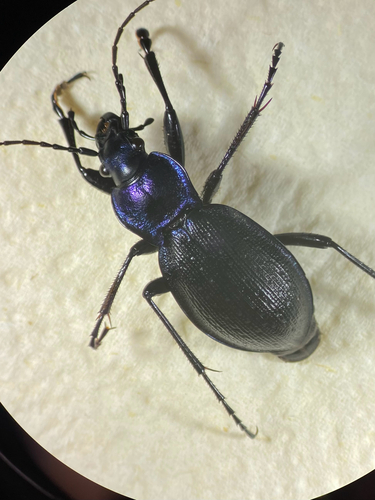 Rough Violet Ground Beetle, Otterlo, Gelderland, NL, photo 5 of 10