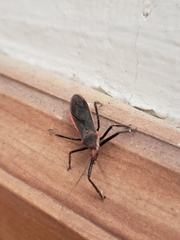 Castolus rufomarginatus