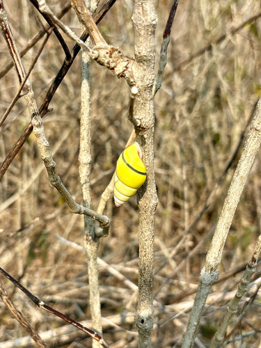 Amphidromus, 2026-10-09