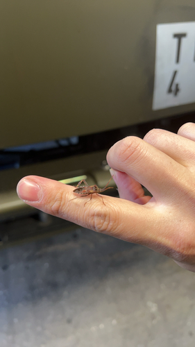 Western Conifer Seed Bug
