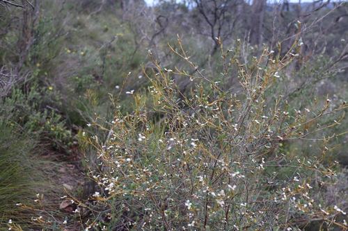 Spyridium vexilliferum observed 2026-10-09