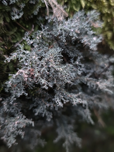 Stereocaulon ramulosum observed 2026-10-09