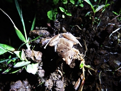 Microhyla achatina