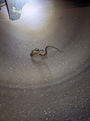 Brown Tree Snake
