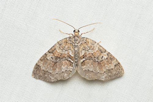 Lobophora observed 2026-10-08