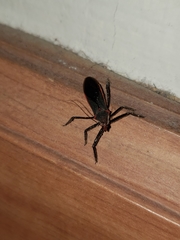 Castolus rufomarginatus