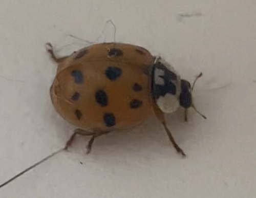 Asian Lady Beetle