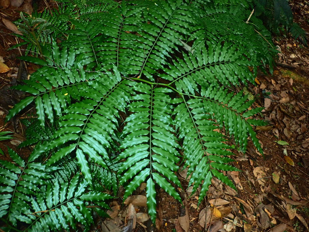 Angiopteris madagascariensis