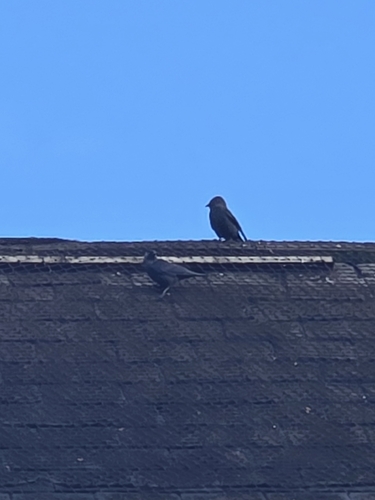 Eurasian Jackdaw