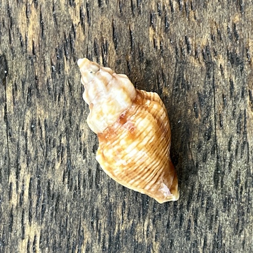 Cominella eburnea observed 2026-10-09