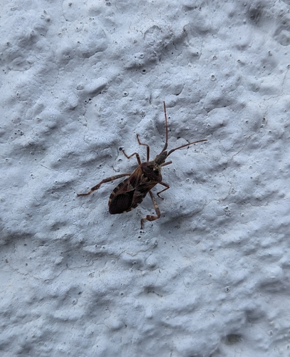 Western Conifer Seed Bug