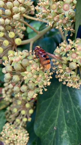 Hornet Mimic Hover Fly
