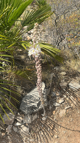 sea squill