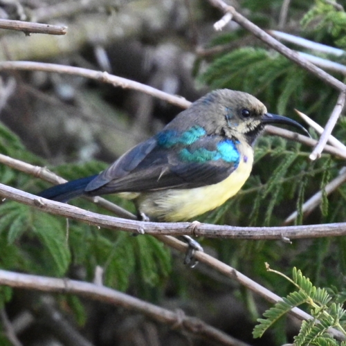 iNaturalist image