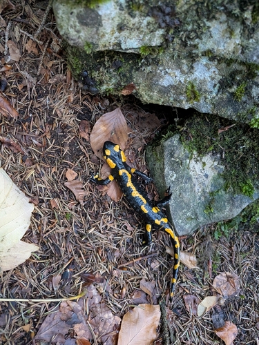 Fire Salamander