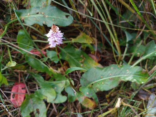 common bistort