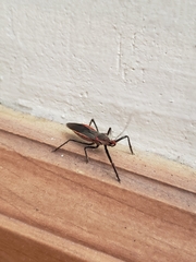 Castolus rufomarginatus