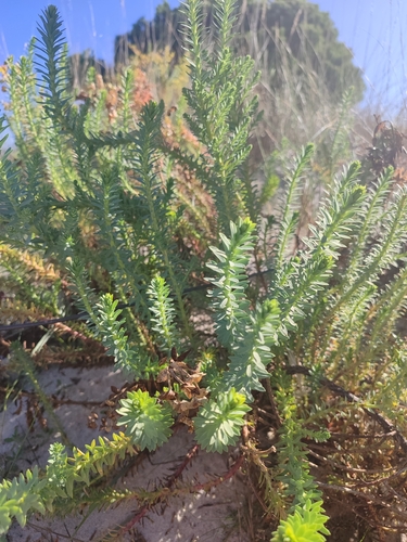 Sea Spurge