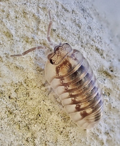 Nosy Pill Woodlouse