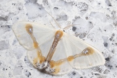 Macrocilix mysticata watsoni