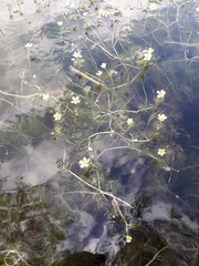 Ranunculus circinatus