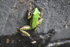 Odorrana hosii