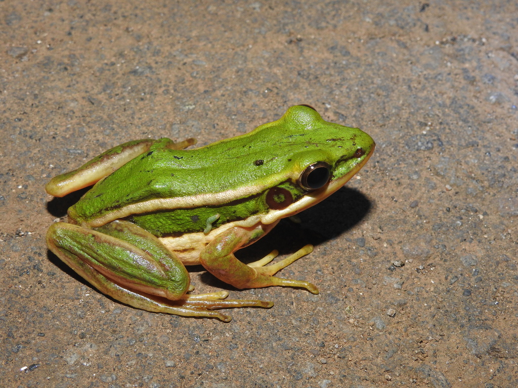 Golden-backed Frogs