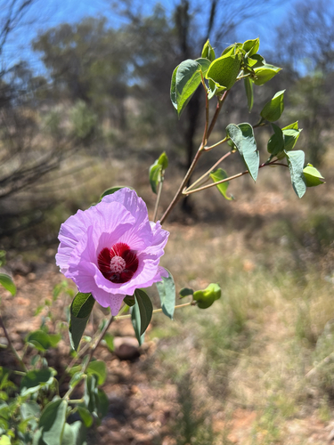 Gossypium sturtianum observed 2026-10-03