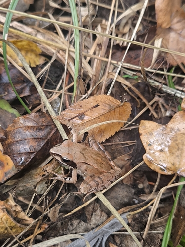 Agile Frog