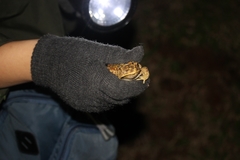 Duttaphrynus melanostictus