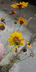 Coreopsis tinctoria tinctoria