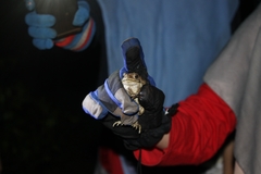 Duttaphrynus melanostictus