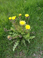 Taraxacum officinale