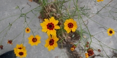 Coreopsis tinctoria tinctoria