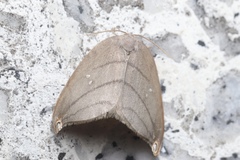 Pseudalbara parvula