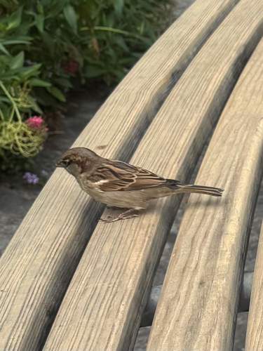 House Sparrow