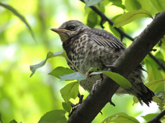 Turdus pilaris