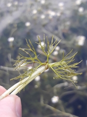 Ranunculus circinatus