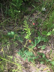 Tephrosia onobrychoides