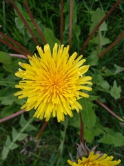 Taraxacum officinale