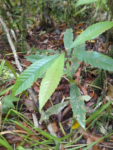 Tetracera nordtiana observed 2026-10-02