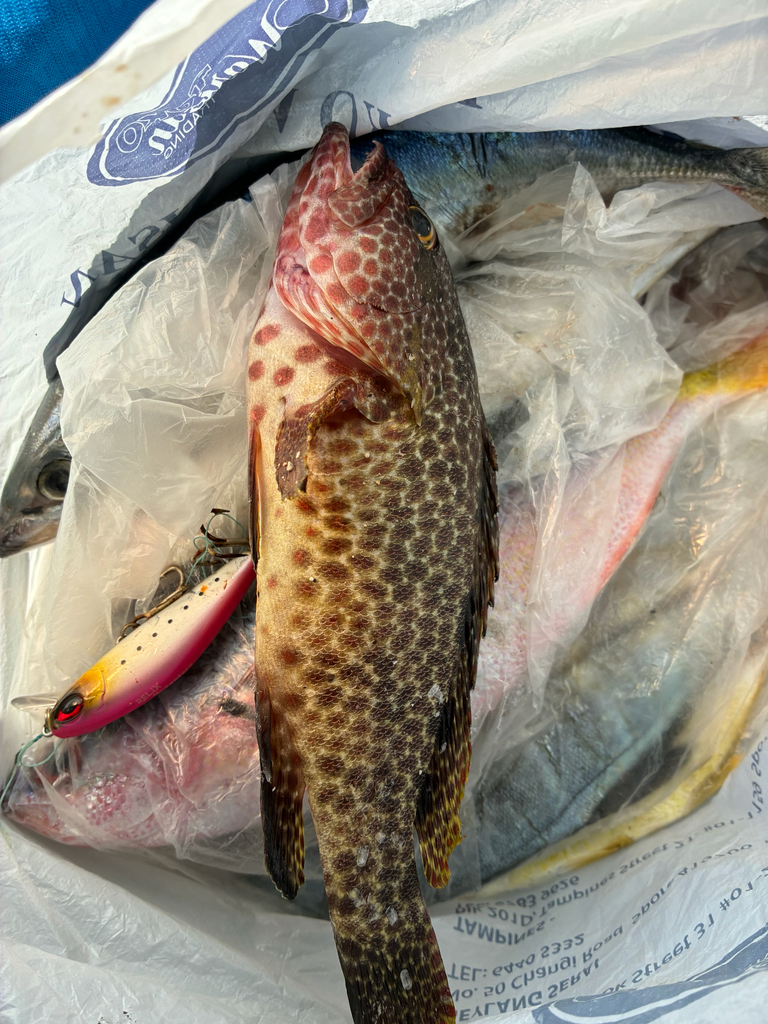 Areolate grouper