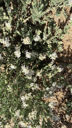 Crete alkaliweed