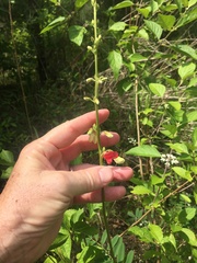 Tephrosia onobrychoides