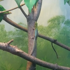 Phelsuma klemmeri