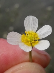 Ranunculus circinatus